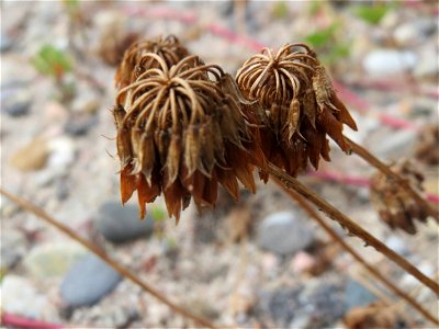 Verblühter Weiß-Klee (Trifolium repens) in Hockenheim