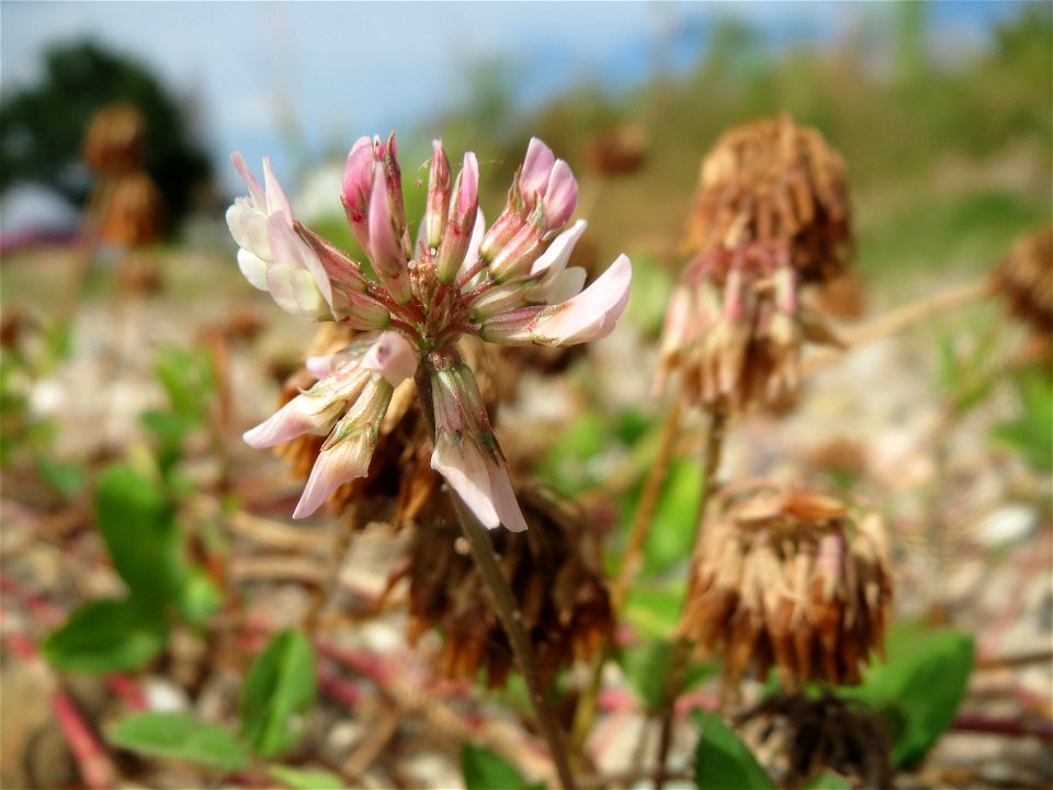 überwiegend verblühter Weiß-Klee (Trifolium repens) in Hockenheim