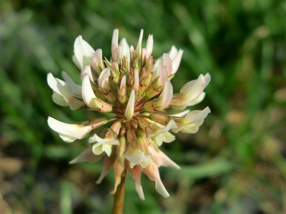 Weiß-Klee (Trifolium repens) an der Berlinallee in Hockenheim