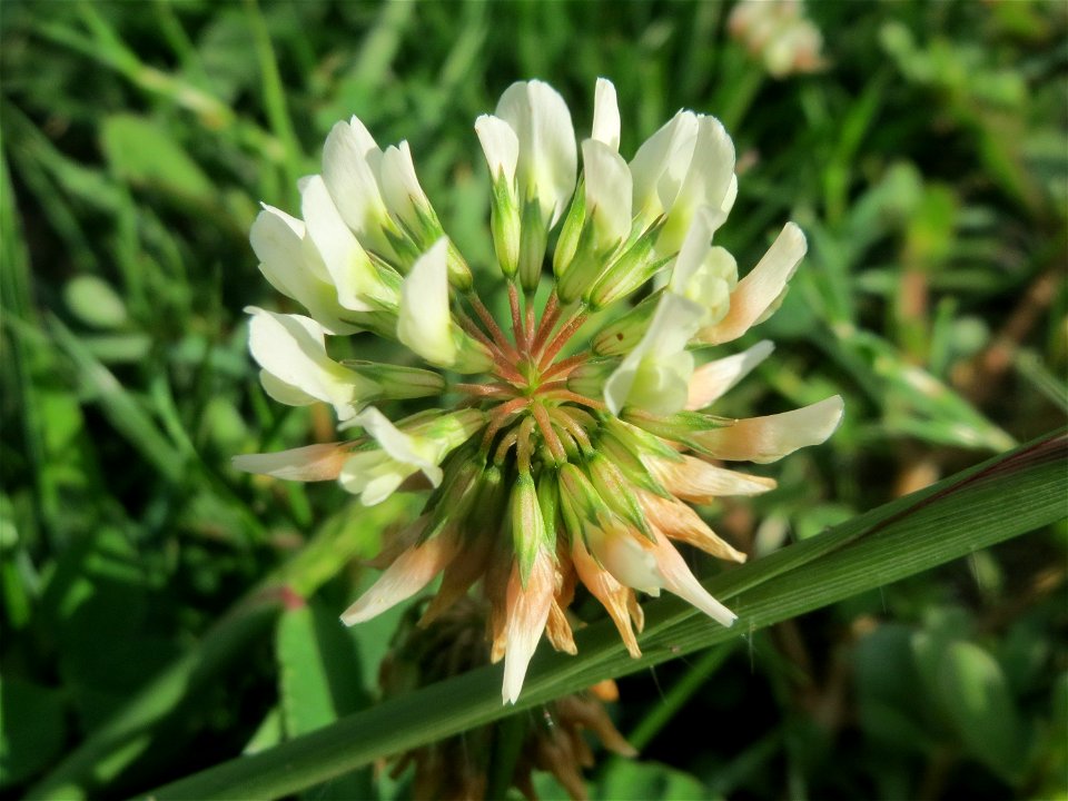 Weiß-Klee (Trifolium repens) an der Berlinallee in Hockenheim