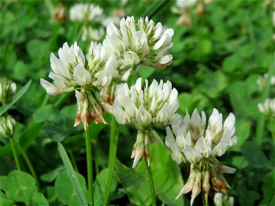 Weiß-Klee (Trifolium repens) im Landesgartenschaupark Hockenheim