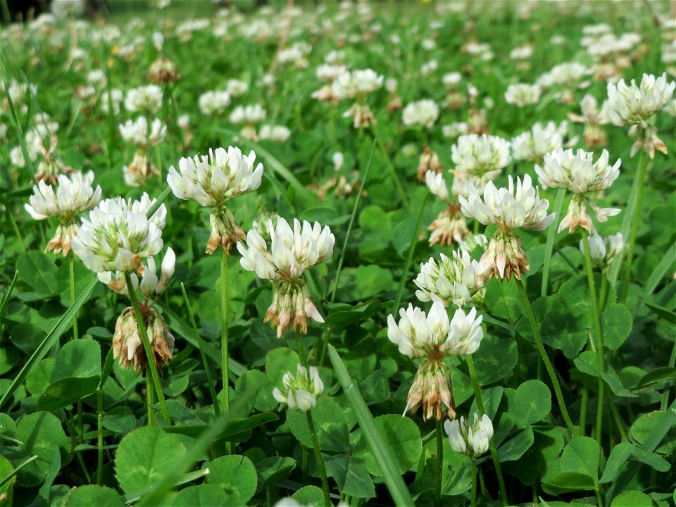 Weiß-Klee (Trifolium repens) im Landesgartenschaupark Hockenheim