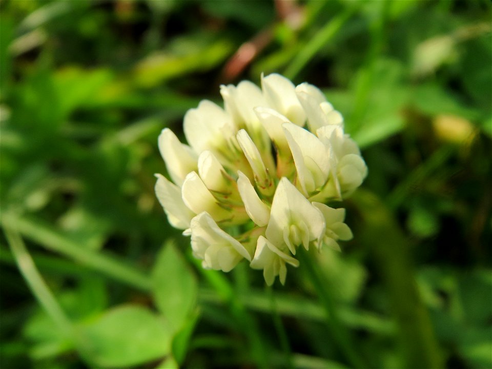 Weiß-Klee (Trifolium repens) in Hockenheim