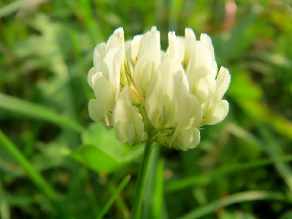 Weiß-Klee (Trifolium repens) in Hockenheim