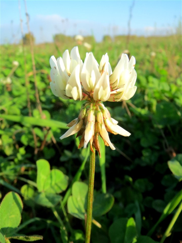 Weiß-Klee (Trifolium repens) bei Reilingen