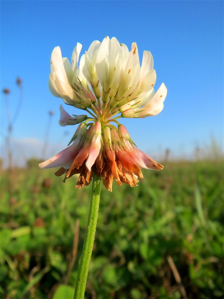Weiß-Klee (Trifolium repens) bei Reilingen