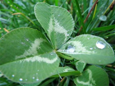 Weiß-Klee (Trifolium repens) in Hockenheim