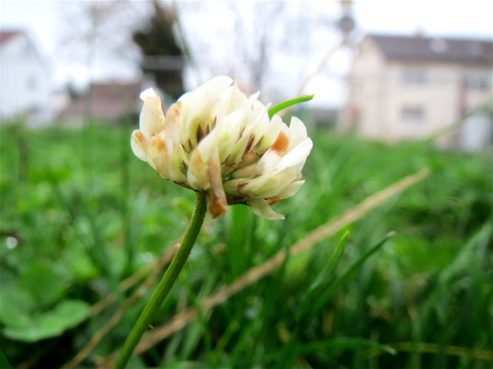 Weiß-Klee (Trifolium repens) in Hockenheim
