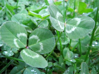 Weiß-Klee (Trifolium repens) in Hockenheim