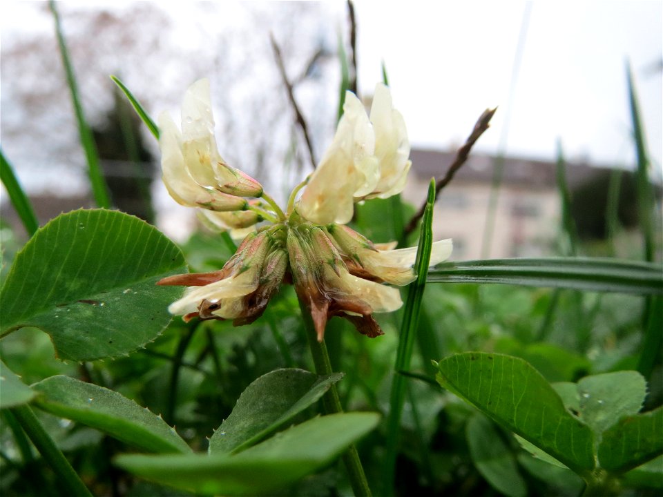 Weiß-Klee (Trifolium repens) in Hockenheim