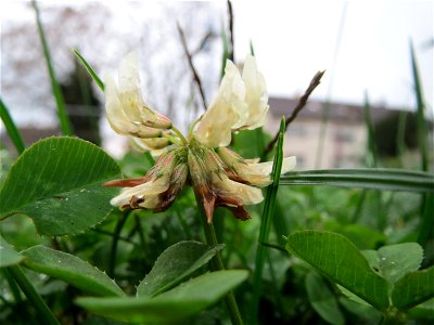 Weiß-Klee (Trifolium repens) in Hockenheim
