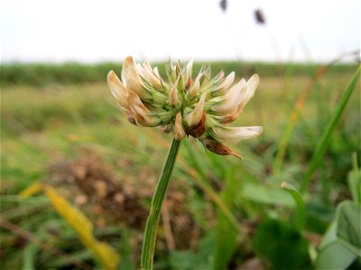 Typische Feldrandvegetation: Weiß-Klee (Trifolium repens) bei Reilingen - um diese Jahreszeit sieht man nur noch wenige blühende Exemplare