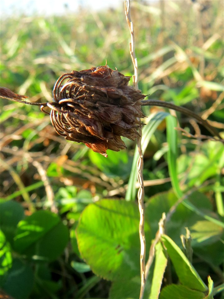 Typische Feldrandvegetation: Weiß-Klee (Trifolium repens) bei Reilingen