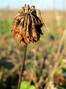 Typische Feldrandvegetation: Weiß-Klee (Trifolium repens) bei Reilingen - jetzt nur noch im Fruchtstand