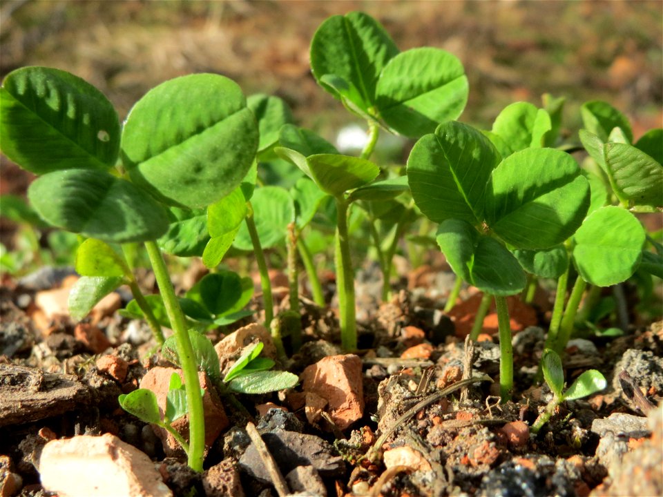 Blätter vom Weiß-Klee (Trifolium repens) auf einer Brachfläche einer Baustelle in Hockenheim