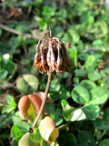 Fruchtstand vom Weiß-Klee (Trifolium repens) auf einem Baugrund in Hockenheim