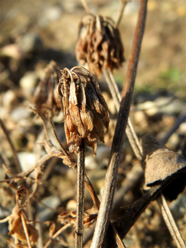 Fruchtstand vom Weiß-Klee (Trifolium repens) auf einem Baugrund in Hockenheim