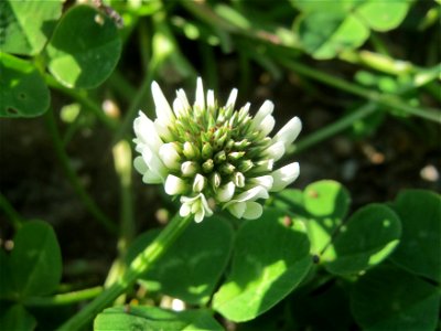 Der erste blühende Weiß-Klee (Trifolium repens) auf einer Brachfläche am Messplatz in Hockenheim