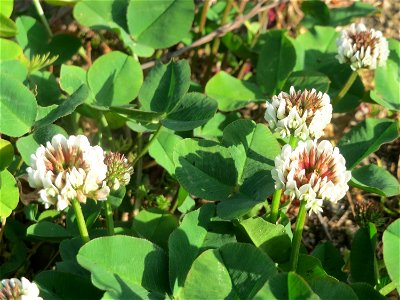 Weiß-Klee (Trifolium repens) auf einer Brachfläche am Messplatz in Hockenheim