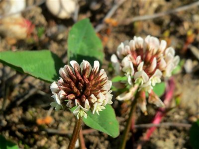 Weiß-Klee (Trifolium repens) auf einer Brachfläche am Messplatz in Hockenheim