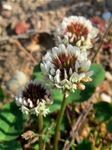 Weiß-Klee (Trifolium repens) auf einer Brachfläche am Messplatz in Hockenheim