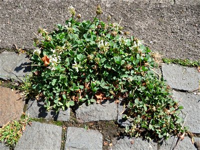 Ritzenbotanik: Weiß-Klee (Trifolium repens) in Saarbrücken