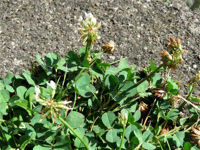 Ritzenbotanik: Weiß-Klee (Trifolium repens) in Saarbrücken
