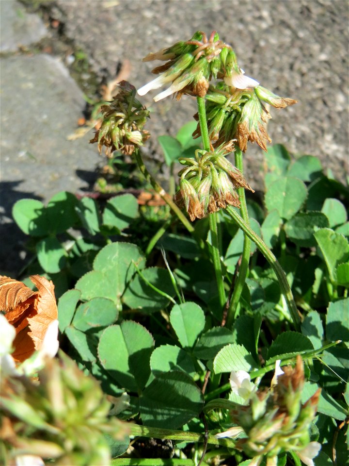 Ritzenbotanik: Weiß-Klee (Trifolium repens) in Saarbrücken