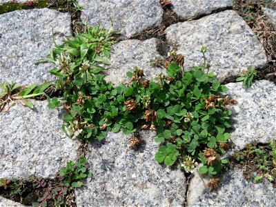 Ritzenbotanik: Weiß-Klee (Trifolium repens) auf Kopfsteinpflaster in Hockenheim