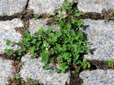 Ritzenbotanik: Weiß-Klee (Trifolium repens) auf Kopfsteinpflaster in Hockenheim