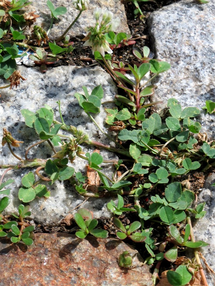 Ritzenbotanik: Weiß-Klee (Trifolium repens) auf Kopfsteinpflaster in Hockenheim