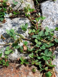 Ritzenbotanik: Weiß-Klee (Trifolium repens) auf Kopfsteinpflaster in Hockenheim