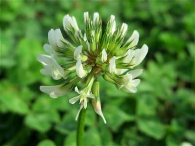 Weiß-Klee (Trifolium repens) auf einer halboffenen Sand-Brachfläche bei Hockenheim