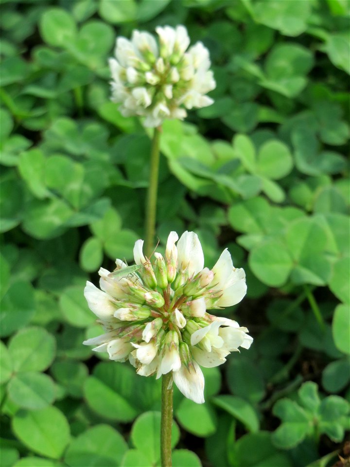 Weiß-Klee (Trifolium repens) auf einer halboffenen Sand-Brachfläche bei Hockenheim