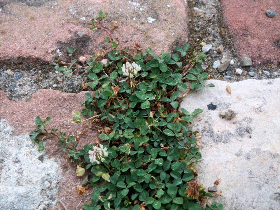 Ritzenbotanik: Weiß-Klee (Trifolium repens) auf Kopfsteinpflaster im Schlosshof in Schwetzingen