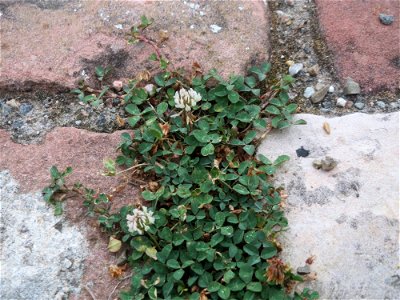 Ritzenbotanik: Weiß-Klee (Trifolium repens) auf Kopfsteinpflaster im Schlosshof in Schwetzingen