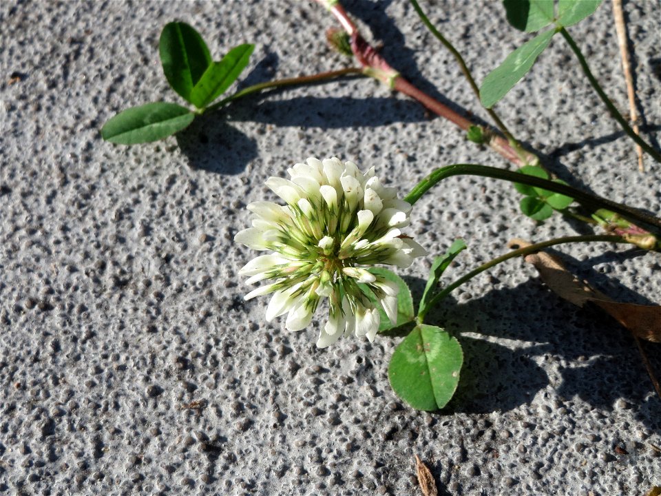 Ritzenbotanik: Weiß-Klee (Trifolium repens) an der Bismarckbrücke in Saarbrücken