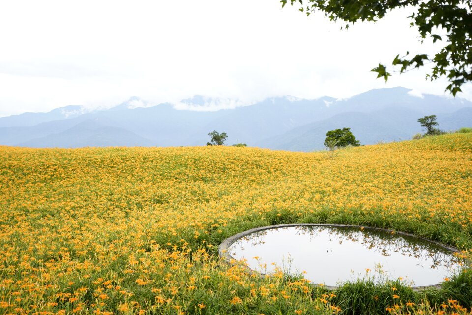 Sixty stone mountain lopburi tiger lily flower