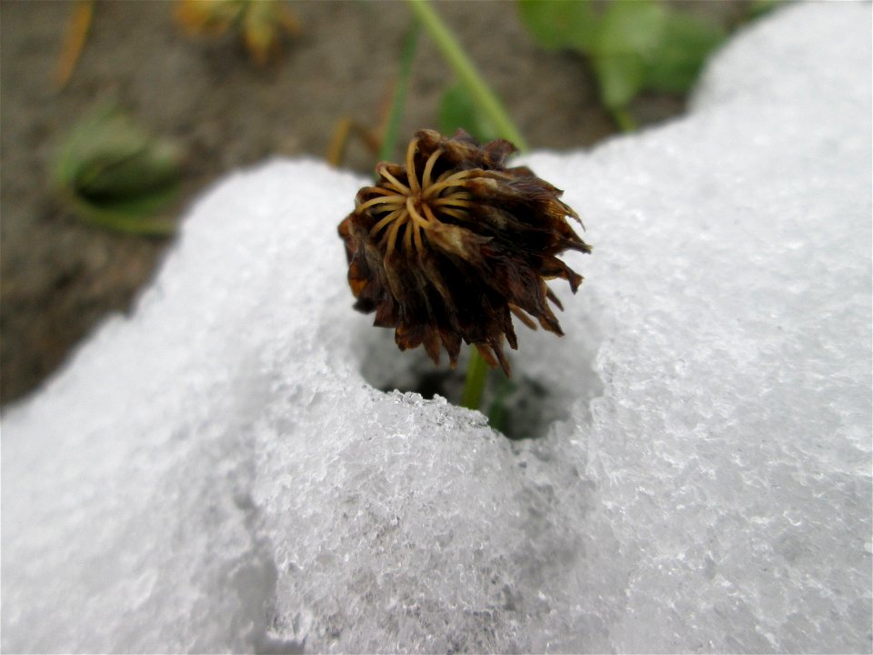 Mumienbotanik: Weiß-Klee (Trifolium repens) auf einer Brachfläche am Messplatz in Hockenheim bei Neuschnee am 18. Dezember 2017