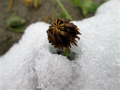 Mumienbotanik: Weiß-Klee (Trifolium repens) auf einer Brachfläche am Messplatz in Hockenheim bei Neuschnee am 18. Dezember 2017