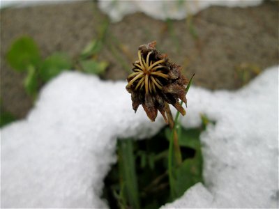 Mumienbotanik: Weiß-Klee (Trifolium repens) auf einer Brachfläche am Messplatz in Hockenheim bei Neuschnee am 18. Dezember 2017