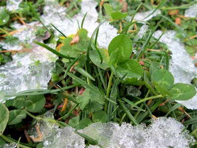 Blätter vom Weiß-Klee (Trifolium repens) im Schnee in Hockenheim