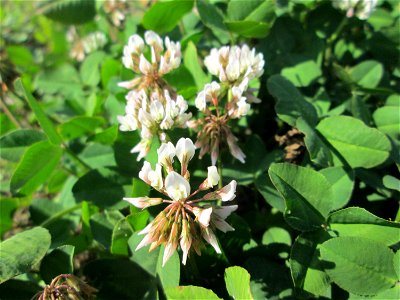 Weiß-Klee (Trifolium repens) auf einem Sandplatz in Hockenheim