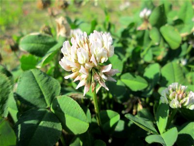Weiß-Klee (Trifolium repens) auf einem Sandplatz in Hockenheim