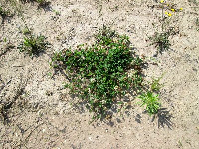Weiß-Klee (Trifolium repens) auf einem Sandplatz in Hockenheim