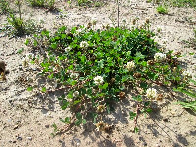 Weiß-Klee (Trifolium repens) auf einem Sandplatz in Hockenheim