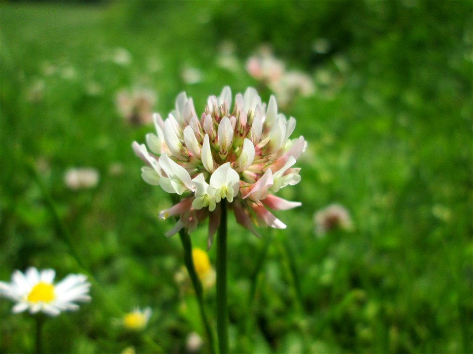 Weiß-Klee (Trifolium repens) an der Saar in Saarbrücken