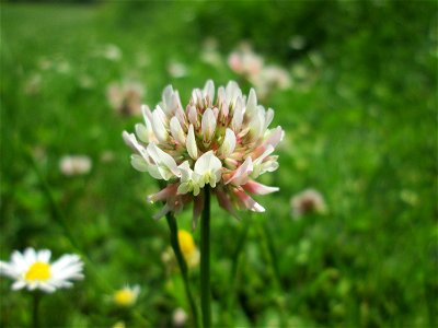 Weiß-Klee (Trifolium repens) an der Saar in Saarbrücken