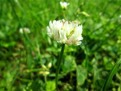 Weiß-Klee (Trifolium repens) an der Saar in Saarbrücken