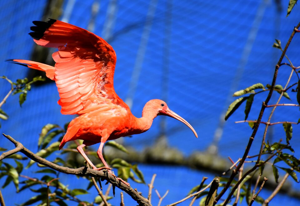 Red ibis plumage zoo